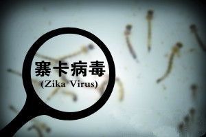【京通热点报道】什么是寨卡病毒(zika virus)?